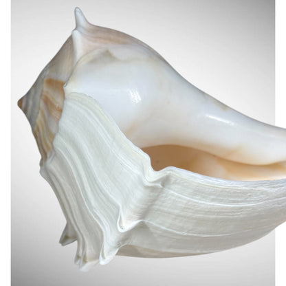 Florida lighting Whelk giant