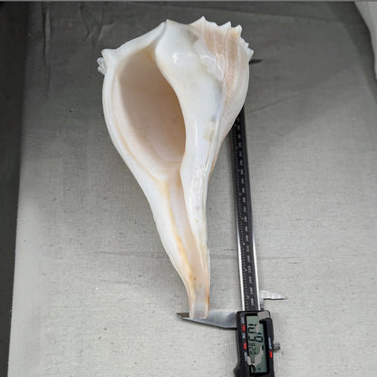 Florida lighting Whelk giant