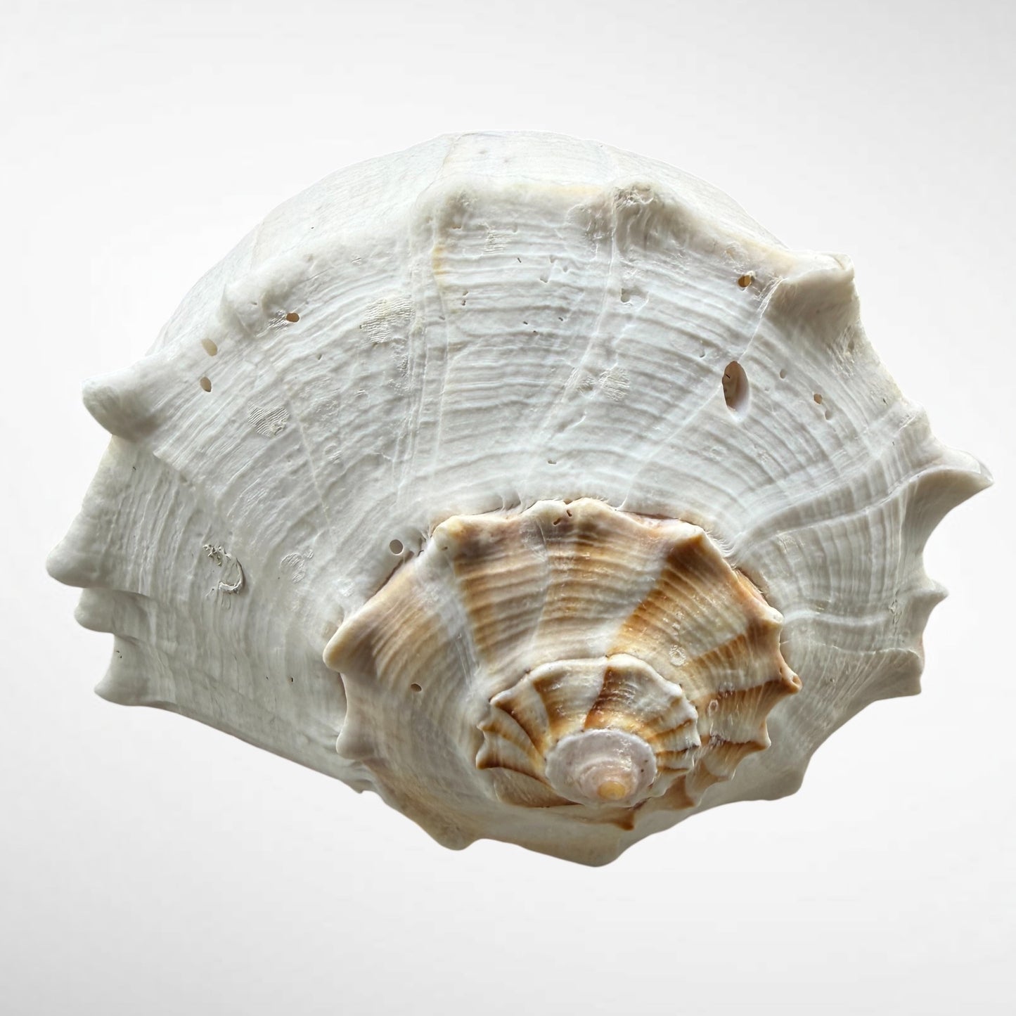 Florida lighting Whelk giant
