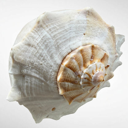 Florida lighting Whelk giant