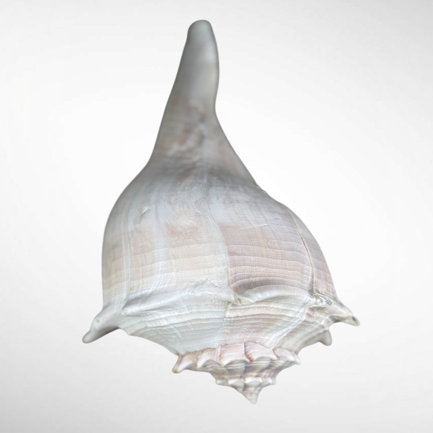Florida lighting Whelk giant