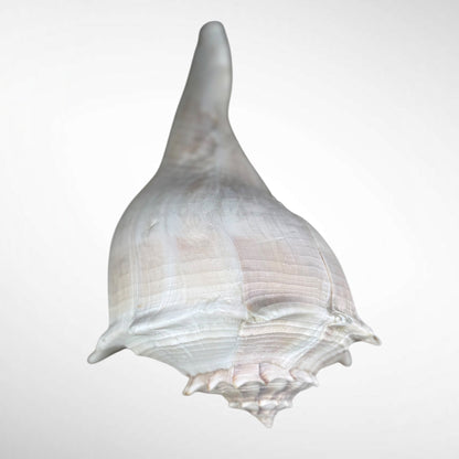 Florida lighting Whelk giant