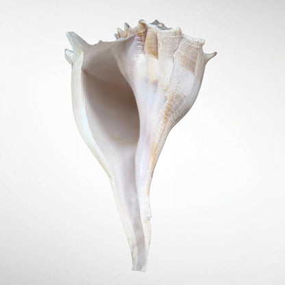 Florida lighting Whelk giant