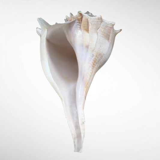 Florida Lightning Whelk Giant