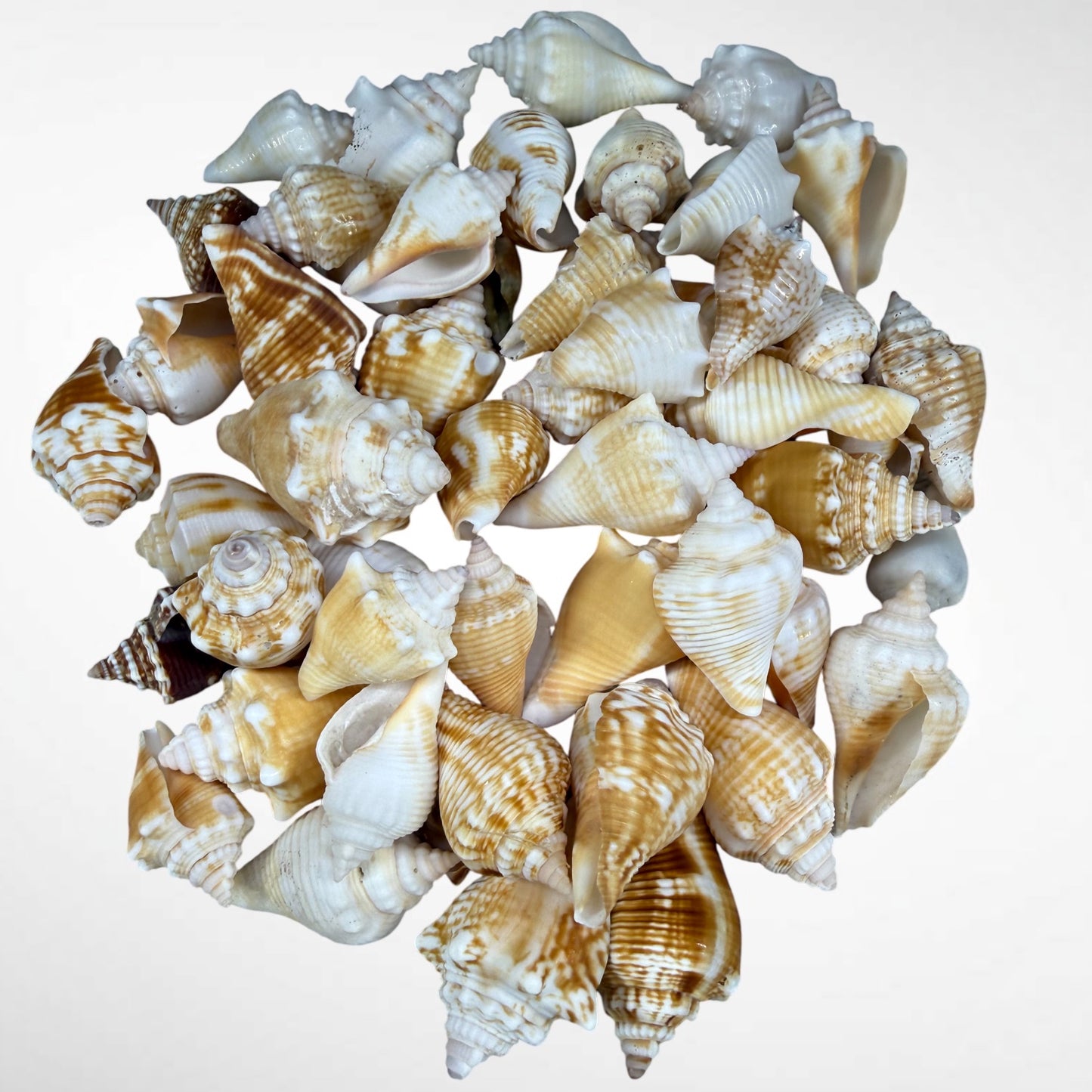 Florida Fighting Conches