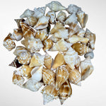 Florida Fighting Conches
