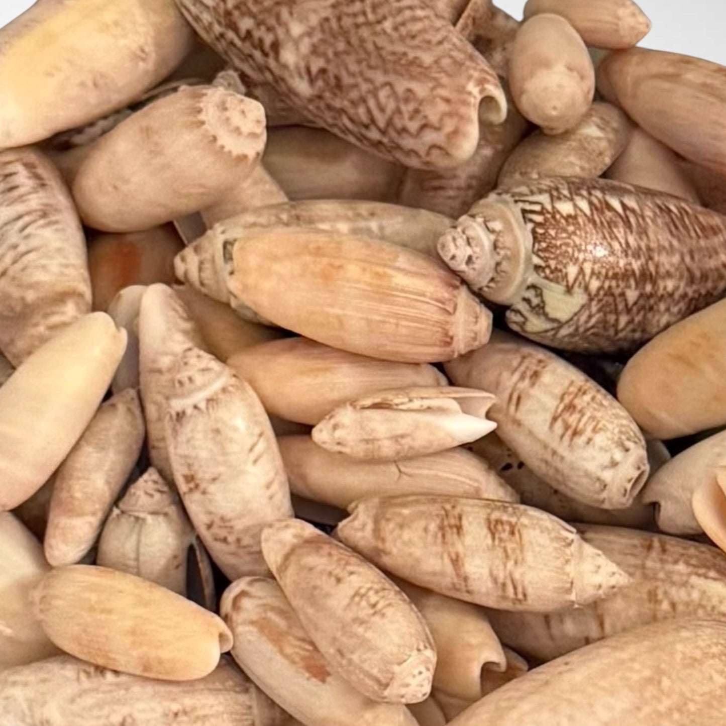 Olive shells