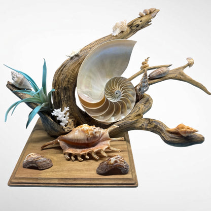 Chambered Nautilus and Driftwood sculpture