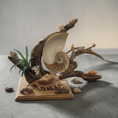 Chambered Nautilus and Driftwood sculpture