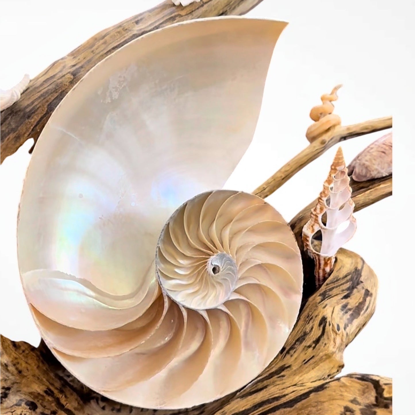 Chambered Nautilus and Driftwood sculpture