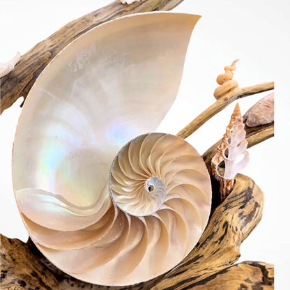 Chambered Nautilus and Driftwood sculpture
