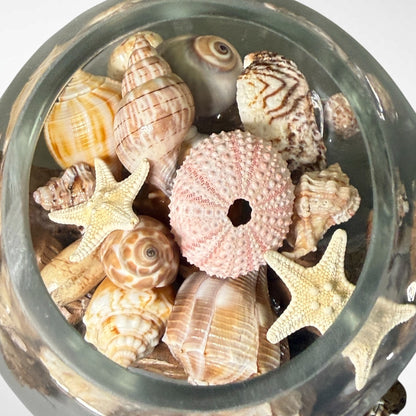 Glass vase with seashells on driftwood