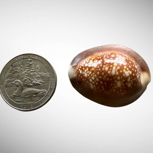 Snakehead Cowrie