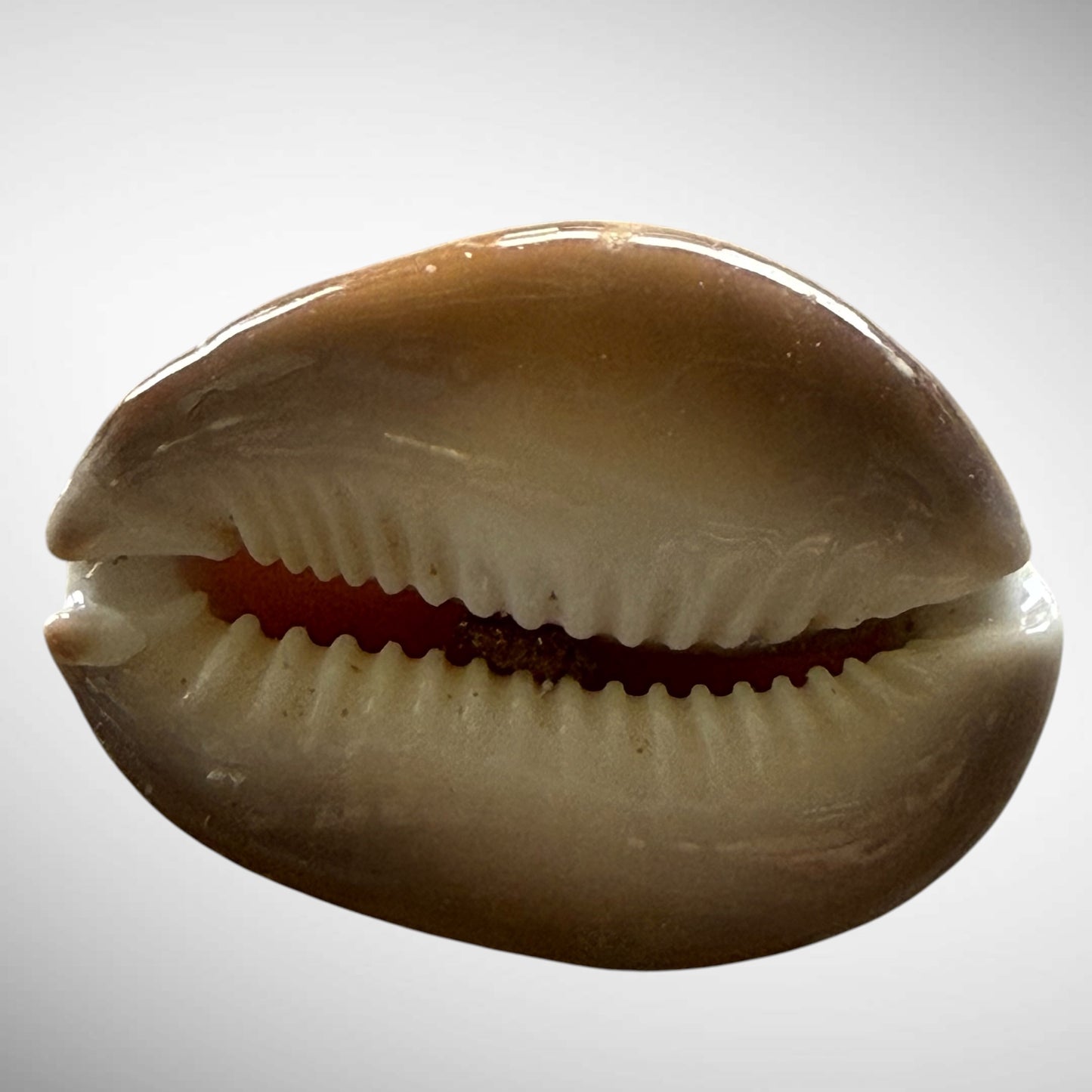 Snakehead Cowrie