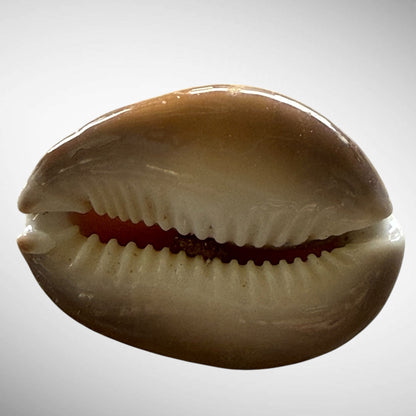 Snakehead Cowrie