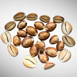 Snakehead Cowrie