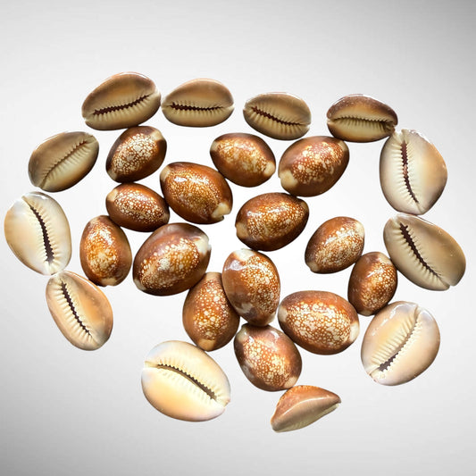 Snakehead Cowrie