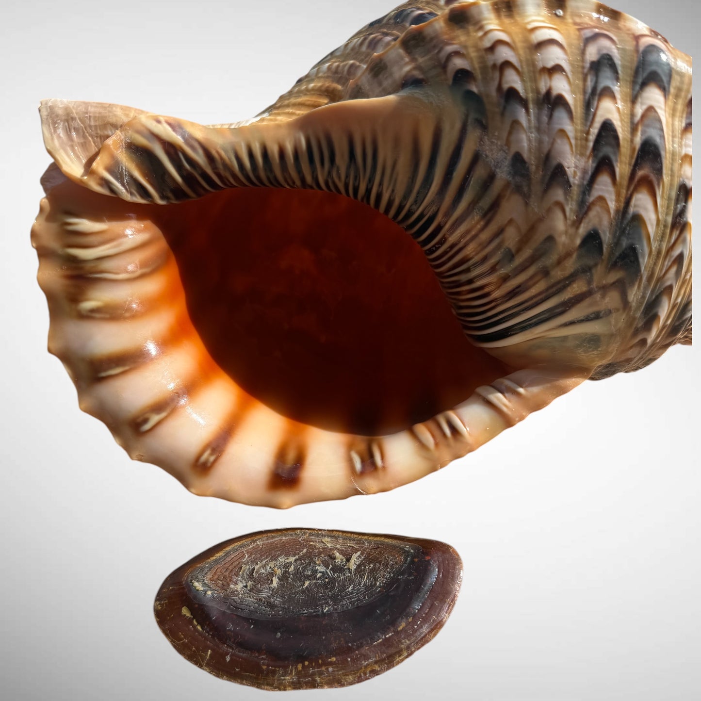 Giant Charonia Triton Trumpet