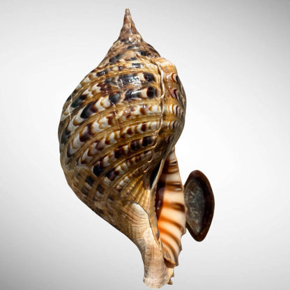 Giant Charonia Triton Trumpet