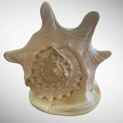 Large Natural Cassis Cornuta Horned Helmet Shell