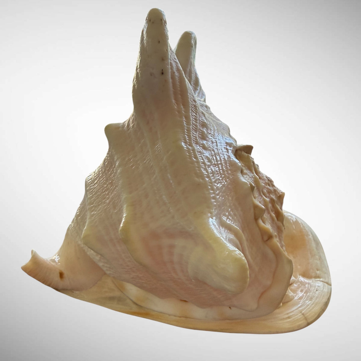 Large Natural Cassis Cornuta Horned Helmet Shell