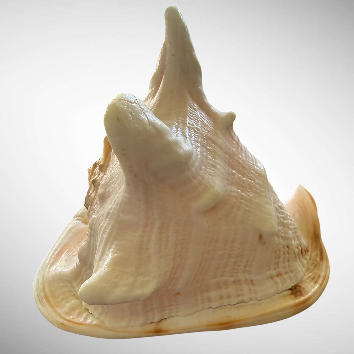 Large Natural Cassis Cornuta Horned Helmet Shell