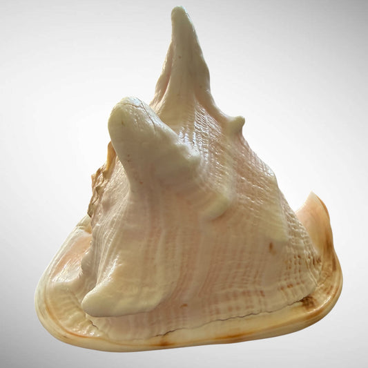 Large Natural Cassis Cornuta Horned Helmet Shell