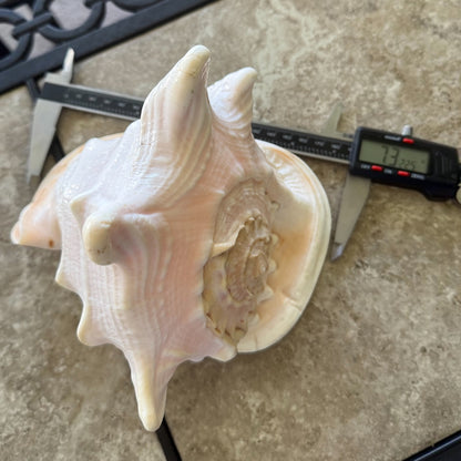 Large Natural Cassis Cornuta Horned Helmet Shell