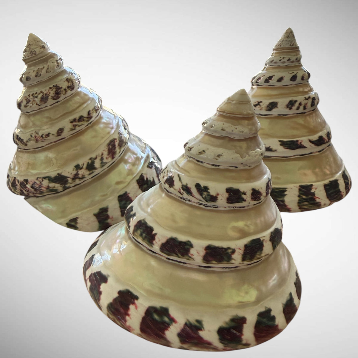 Banded Pearl Commercial Top Shell