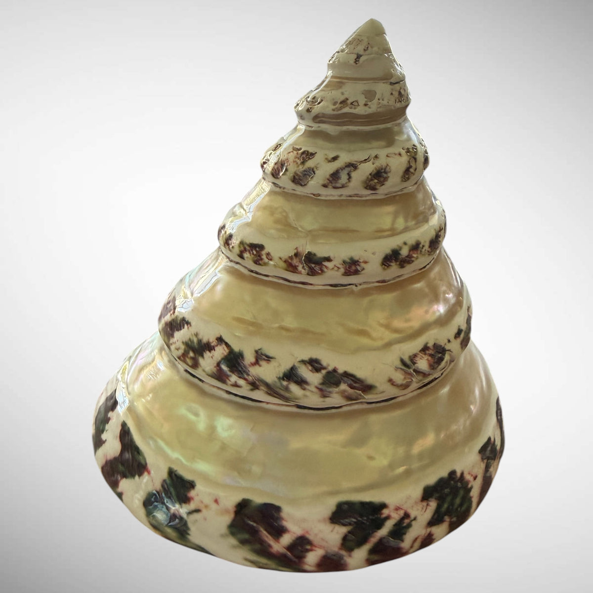 Banded Pearl Commercial Top Shell