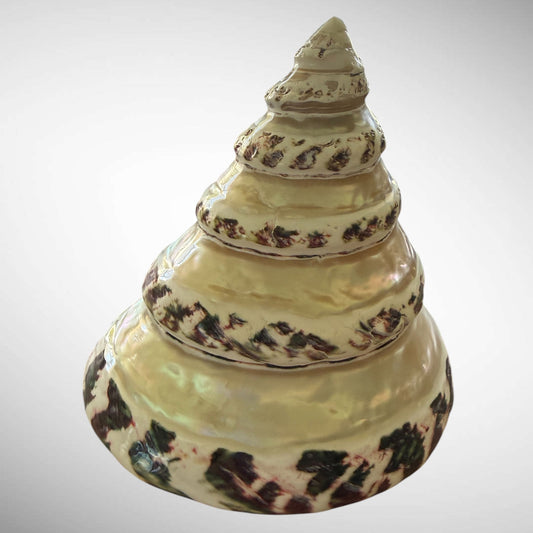 Banded Pearl Commercial Top Shell