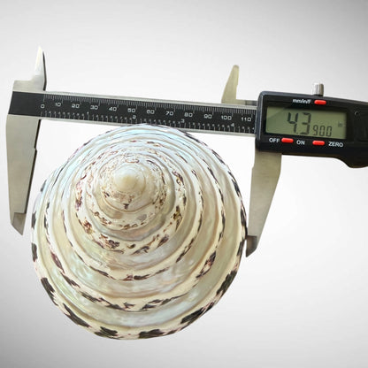 Banded Pearl Commercial Top Shell