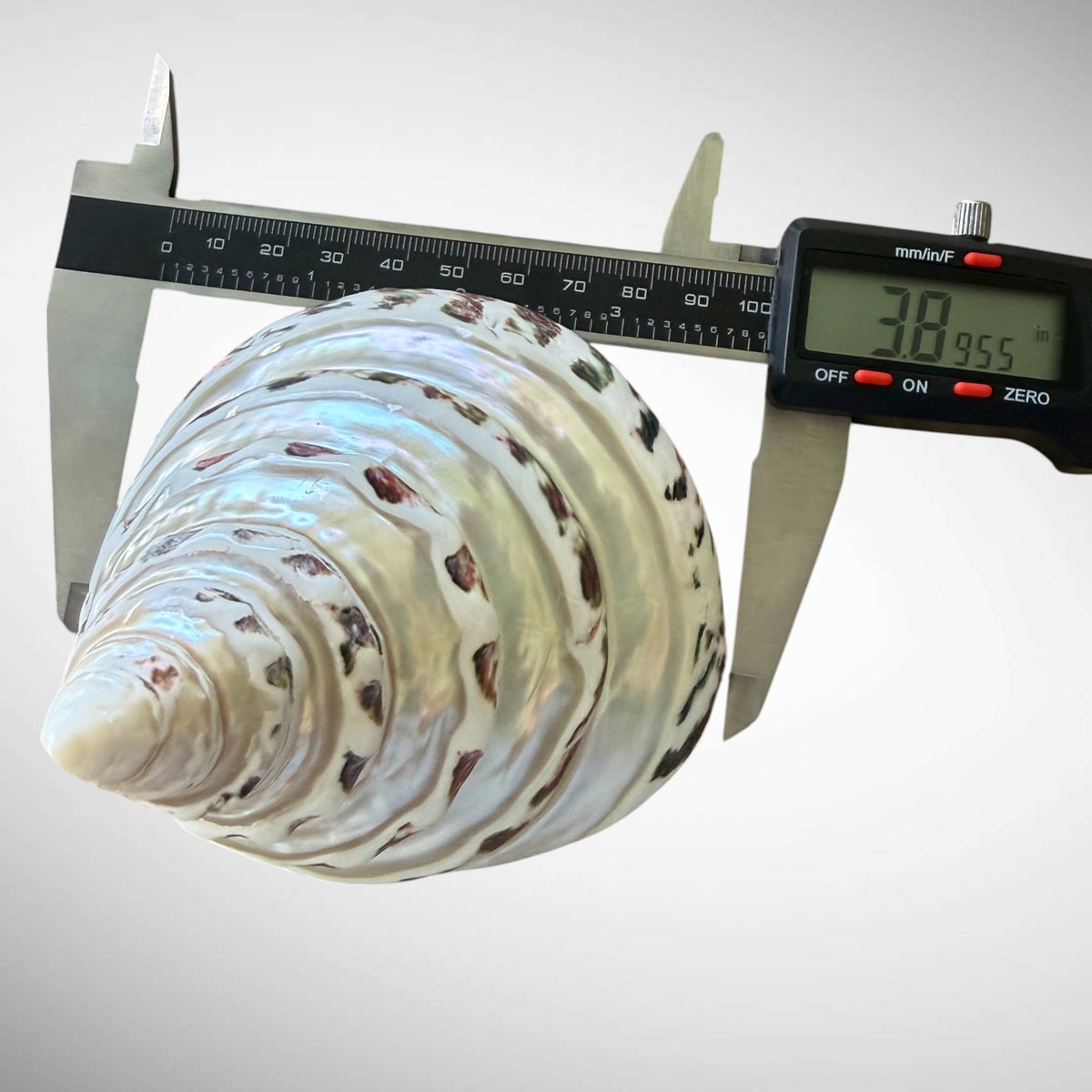 Banded Pearl Commercial Top Shell