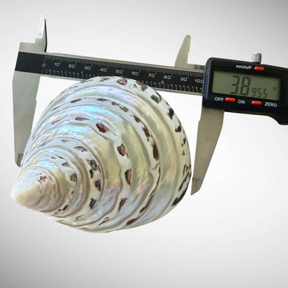 Banded Pearl Commercial Top Shell