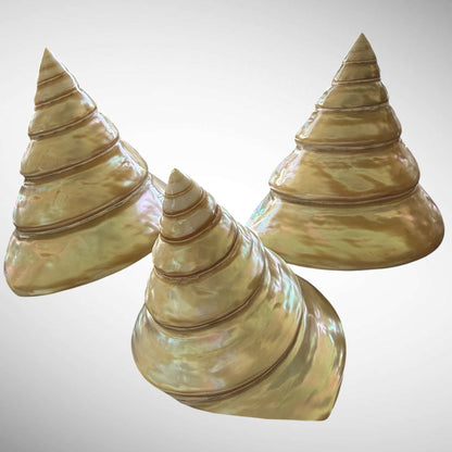 Polished Pearl Commercial Top Shell
