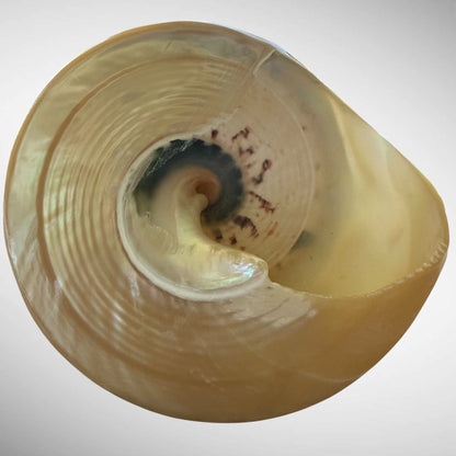 Polished Pearl Commercial Top Shell