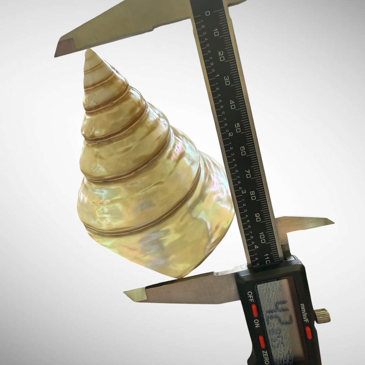 Polished Pearl Commercial Top Shell