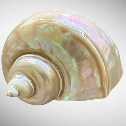 Polished Pearl Green Turban Shell