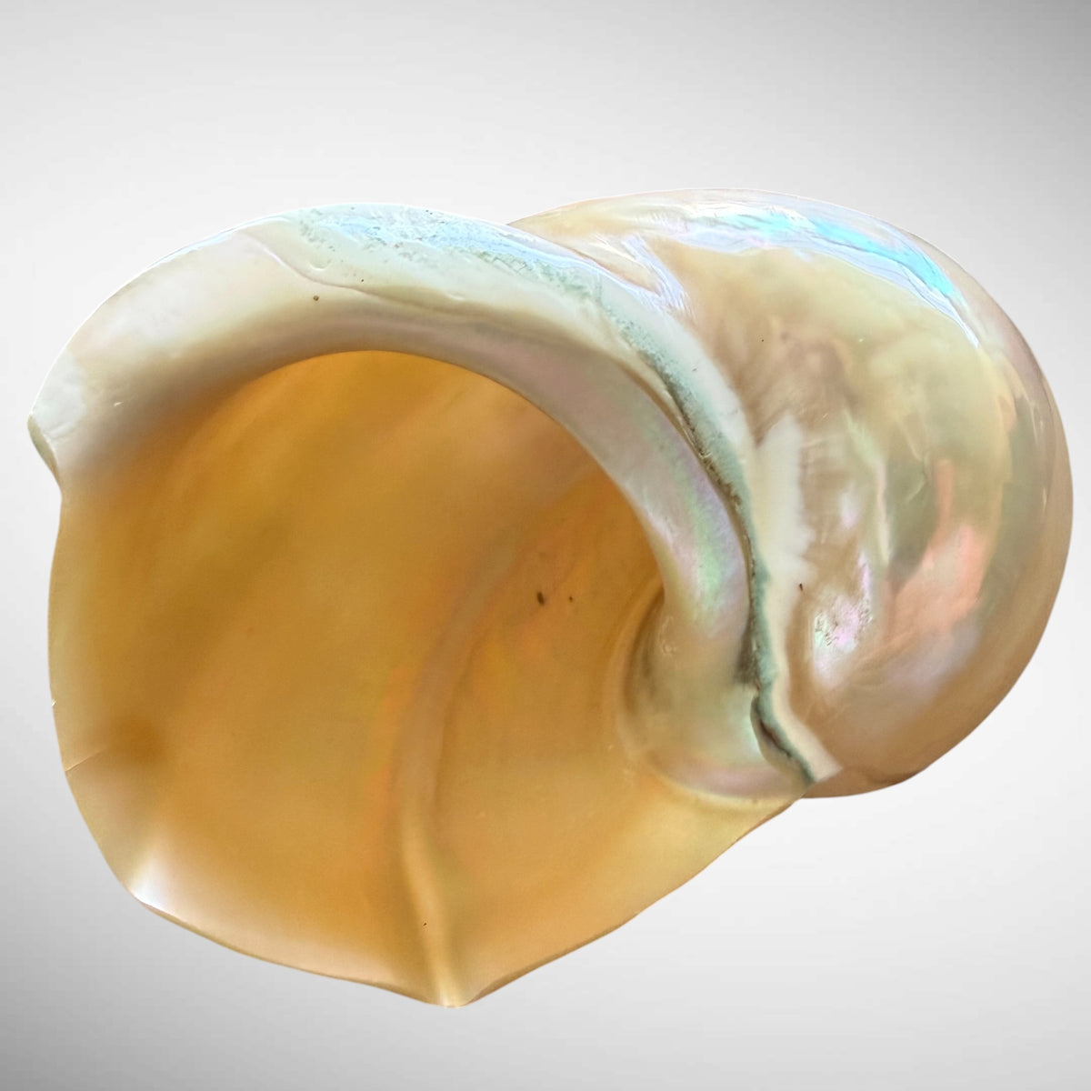 Polished Pearl Green Turban Shell
