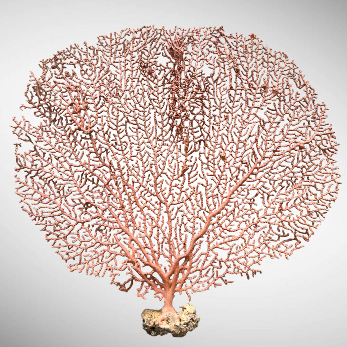 Natural Red Orange Sea Fan Coral