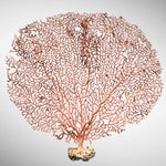 Natural Red Orange Sea Fan Coral