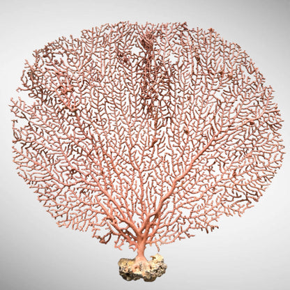 Natural Red Orange Sea Fan Coral