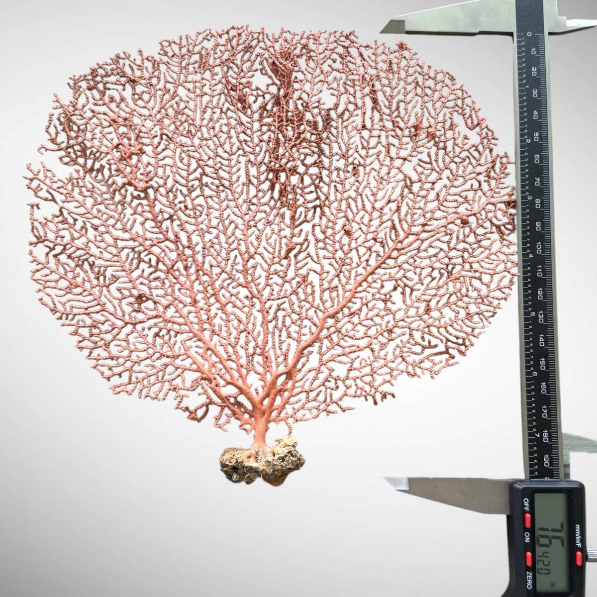 Natural Red Orange Sea Fan Coral
