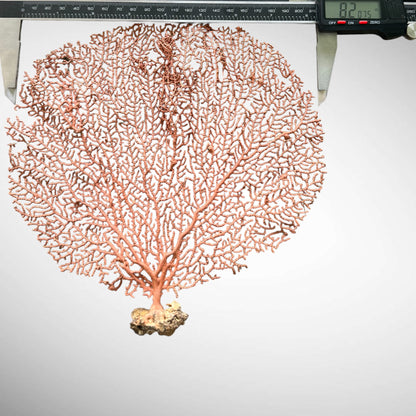 Natural Red Orange Sea Fan Coral