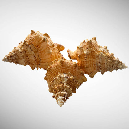 Giant Frog Seashell
