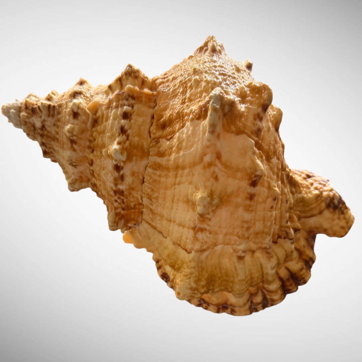 Giant Frog Seashell