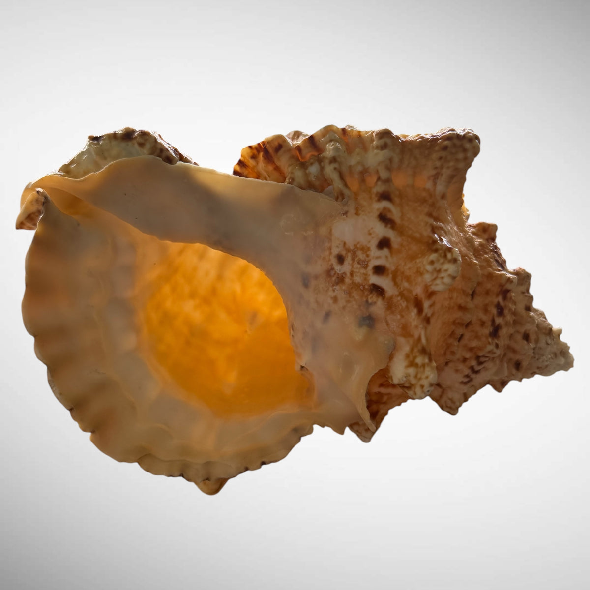 Giant Frog Seashell