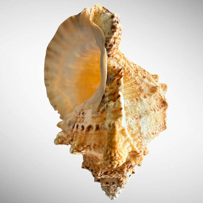 Giant Frog Seashell