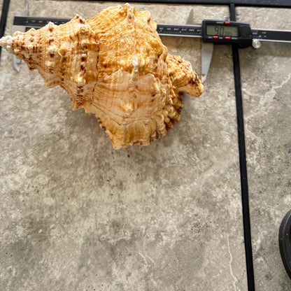 Giant Frog Seashell