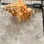 Giant Frog Seashell